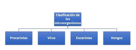 Clasificación De Los Microorganismos ¿cómo Se Clasifican