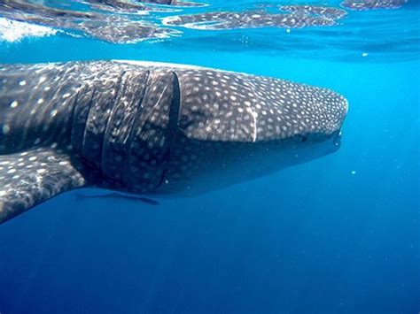 cancun Whale Shark Tours | Swim & Snorkel w/ Whale Sharks in Cancun