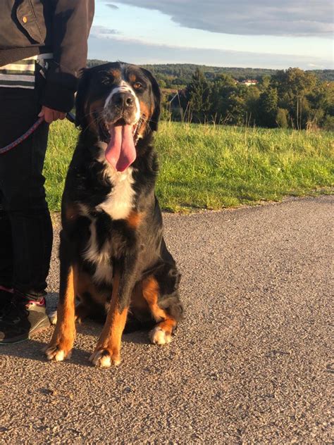 HENRY Berner Sennenhund GSS Mix Geb 06 2019 Nicht Kastriert