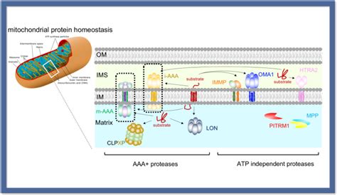 Mitochondrial Protein Degradation Machines