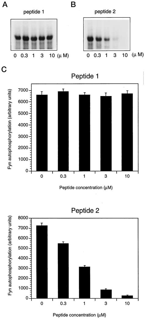 Effects Of Caveolin Peptides On The Auto Activation Of Fyn A Closely