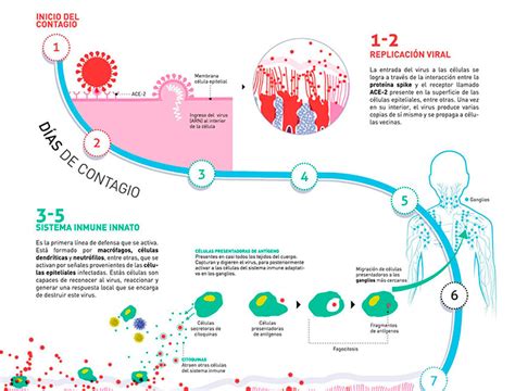 La Respuesta Inmune Frente Al Coronavirus Paso A Paso