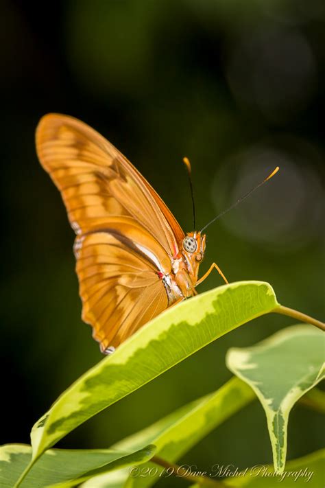 Dow Gardens Butterflies In Bloom Dave Michel Photography