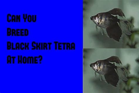 Breeding Black Skirt Tetra At Home A Step By Step Guide