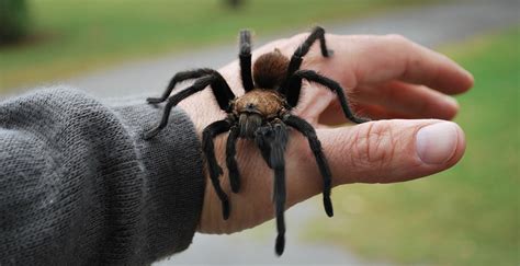 Scary Spider Pictures - Spiders Aren T That Scary Oklahoma State ...