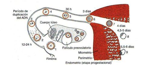 Embriomed Segmentacion Y Formacion Del Blastocisto