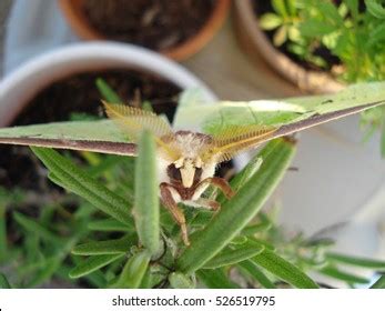 luna moth front  stock photo  shutterstock