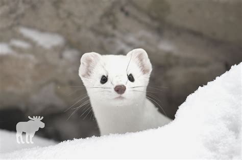 Ermine In The Tundra