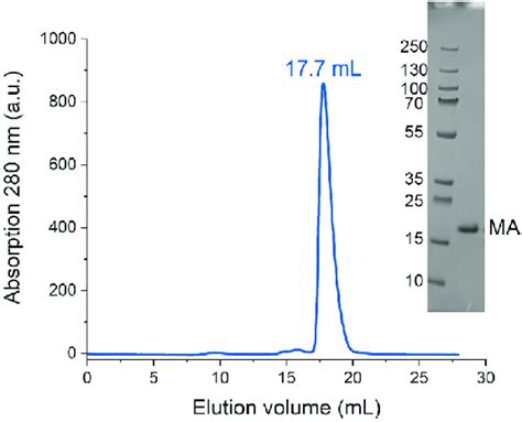 Size Exclusion Chromatography Sec Profile On A Superdex Increase