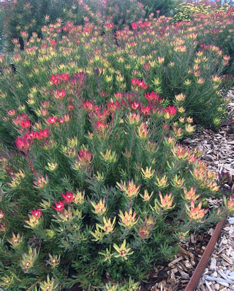 Leucadendron Red Devil Mm The Garden Feast