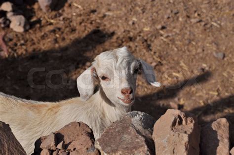 Young white goat looking in to the camera | Stock image | Colourbox