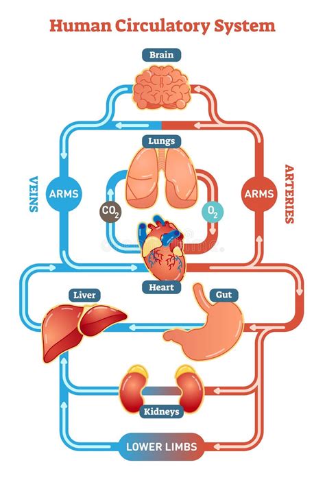 Bloodstream Structure Stock Illustrations – 542 Bloodstream Structure ...