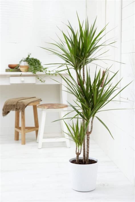 32 Beautiful Indoor House Plants That Are Also Easy To Maintain