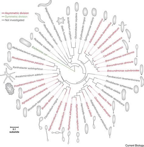 Caulobacter Crescentus Model System Extraordinaire Current Biology