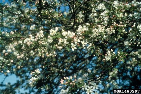 Japanese Flowering Crabapple Malus Floribunda