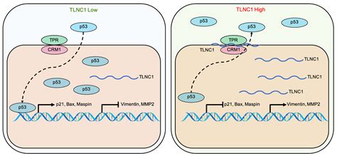 Lncrna新研究进展盘点 企业动态 丁香通