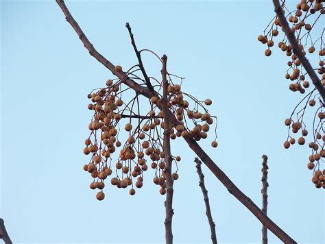 Chinaberry – Identification | Walter Reeves: The Georgia Gardener