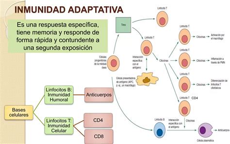 Generalidades De Inmunolog A Pptx