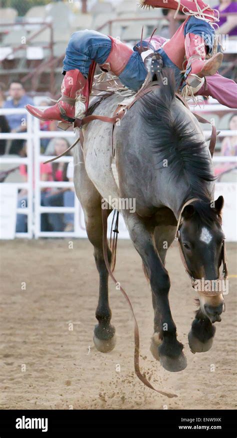 Professional Cowboy Bareback Riding A Bucking Horse At Helotes Texas