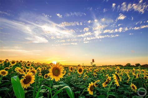 Iowa Sunflowers By Justin Rogers Olson Larsen Galleries