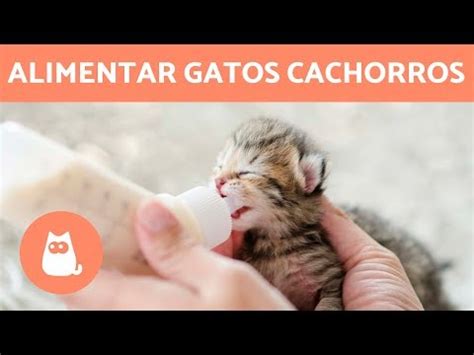 C Mo Alimentar A Un Gatito Reci N Nacido