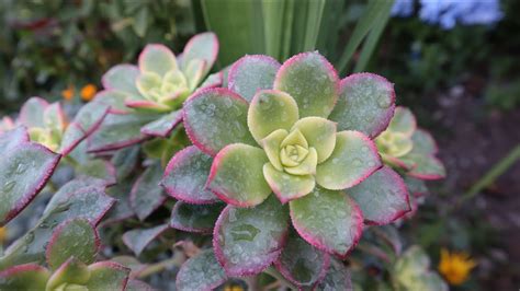 Hablemos De Aeonium Haworthii Kiwi Aeonium Dream Color Aeonium