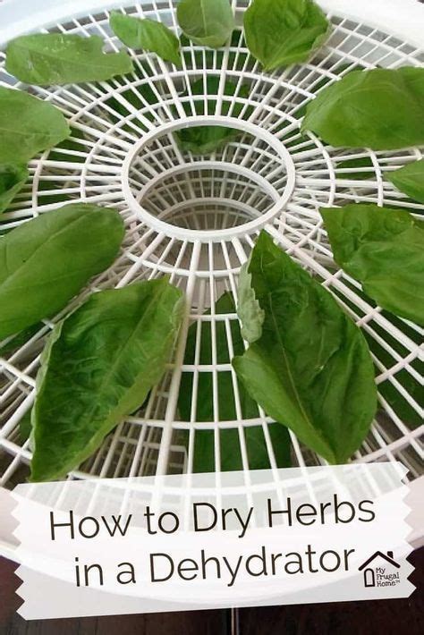 Pin By None On Dehydrating Drying Fresh Herbs Dehydrator Dehydrator