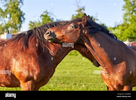 Horses Hugging Hi Res Stock Photography And Images Alamy