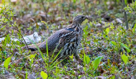 Breeding Birds in the Boreal forest - Bird Canada