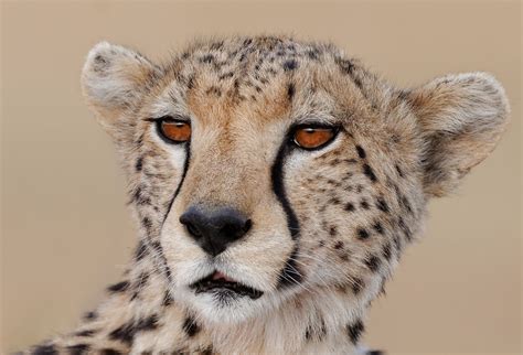 Big Cats Cheetahs Closeup Snout Glance Hd Wallpaper Rare Gallery