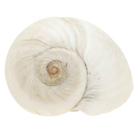 Floristik24 fr Déco de table maritime coquilles d escargots vides