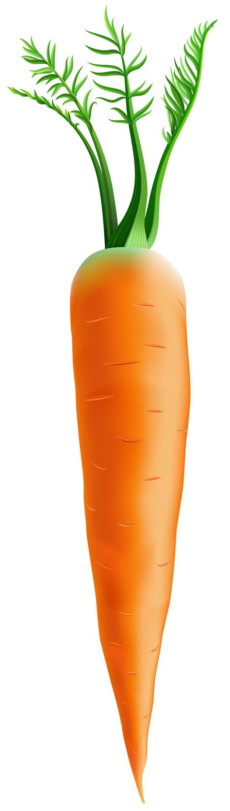 Carrot PNG Clip Art Image | Gallery Yopriceville - High-Quality Free Images and Transparent PNG ...