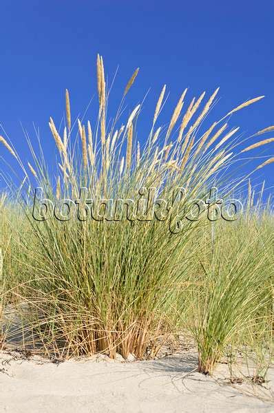 Images Common Beach Grass Images Of Plants And Gardens Botanikfoto