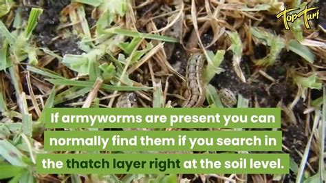 Armyworms Way To Get Rid Of Armyworms Now Top Turf