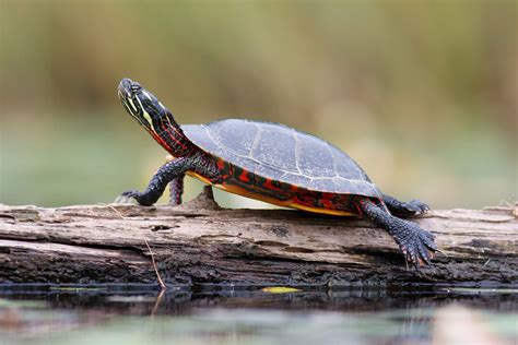 Cuáles son los ANIMALES QUE HIBERNAN lista completa