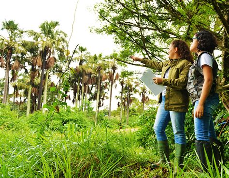 Restaura O E Monitoramento Geoflorestas Consultoria Ambiental E