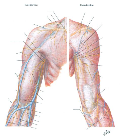 Cutaneous Nerves And Superficial Veins Of Shoulder And Arm Diagram