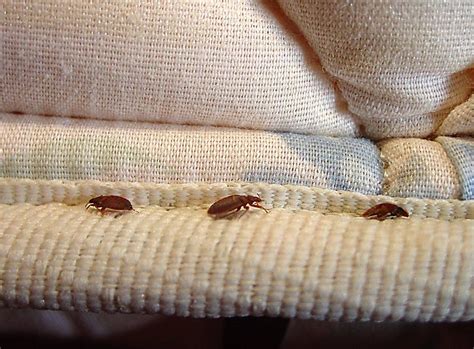 Chinches de la cama Una plaga cada vez más extendida TECNO Control