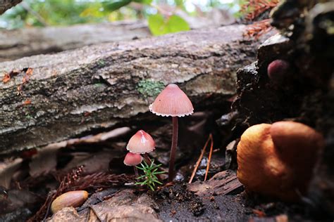 花鳥きのこ好きの素人メモ チシオタケMycena haematopus クヌギタケ科クヌギタケ属