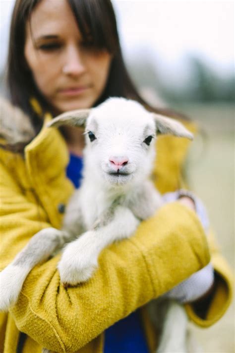 The Colorful Living Project Baby Lambs Lamb Baby Lamb Baby Animals