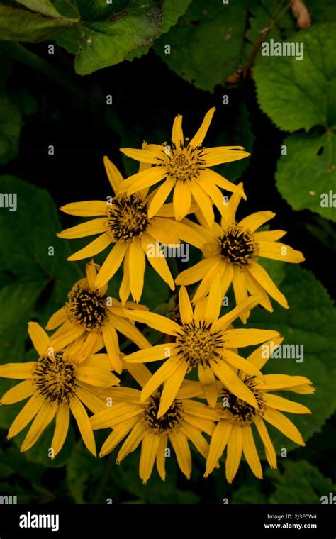 Jerusalem Artichoke Flowers Background Stock Photo Alamy