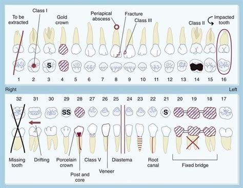 Dental Charting Practice Sheets