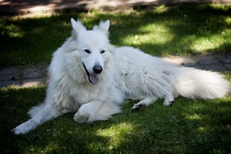 White German Shepherd – Info, Pictures, Facts, And Care