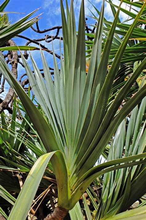 Pandanus Utilis Pandanaceae Image At Phytoimages Siu Edu