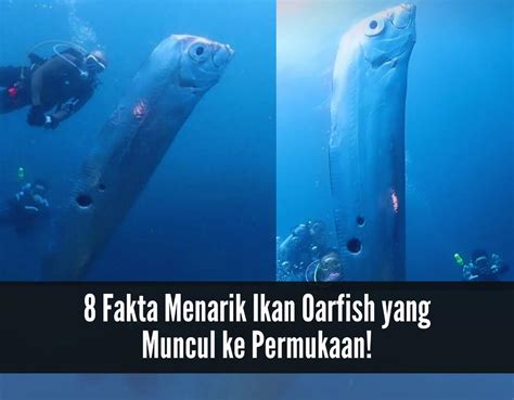 Fakta Menarik Oarfish Ikan Kiamat Yang Muncul Ke Permukaan Disebut