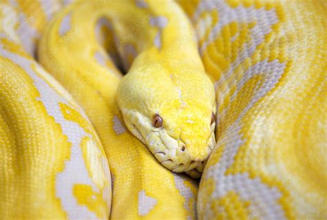 Dream Yellow Snake What Does It Signify