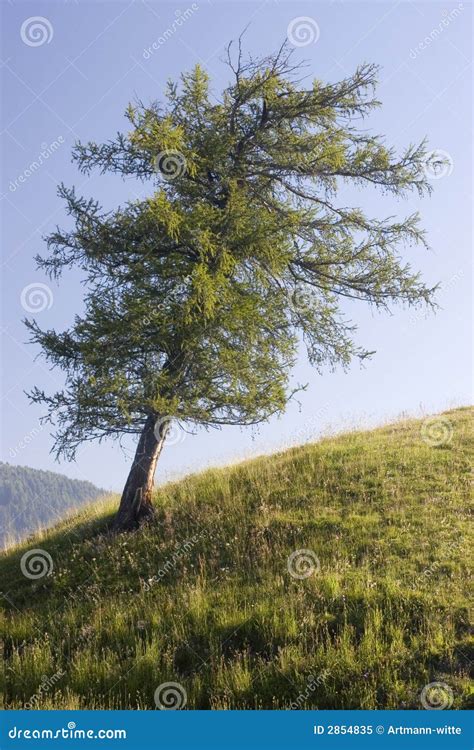 Larch stock image. Image of nature, rural, fantasy, lonely - 2854835
