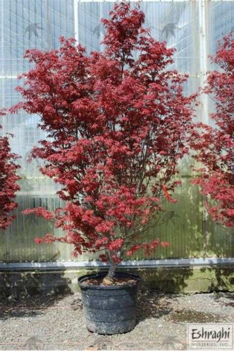 Skeeters Broom Japanese Maple Vinland Valley Nursery