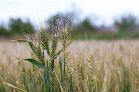 Campo De Trigo Dourado Fundo Do Campo De Trigo Imagem De Stock Imagem