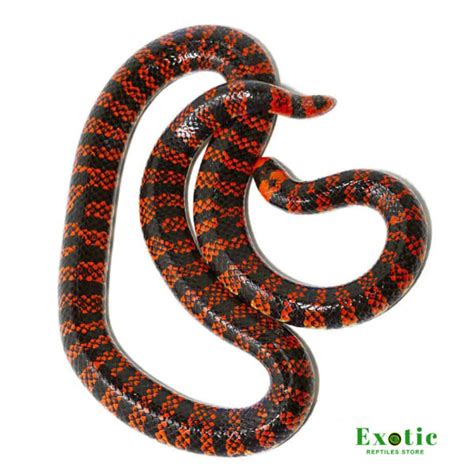 Pipe Snake For Sale - Exotic Reptiles Store